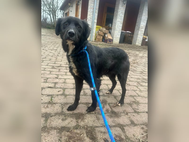 Zsazsa, geboren 02.01.2025, 52cm sucht ihre Menschen