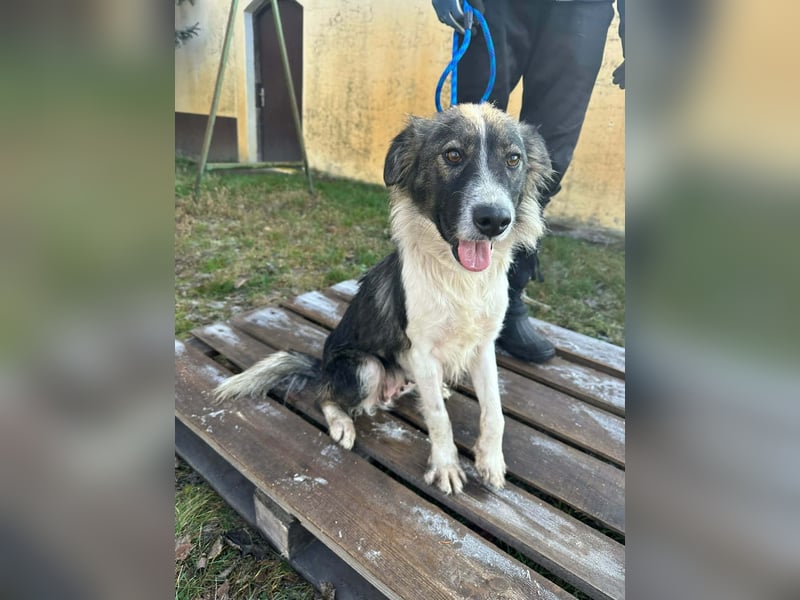 Fanni, geboren 01.11.2024, 49cm sucht ihr Plätzchen