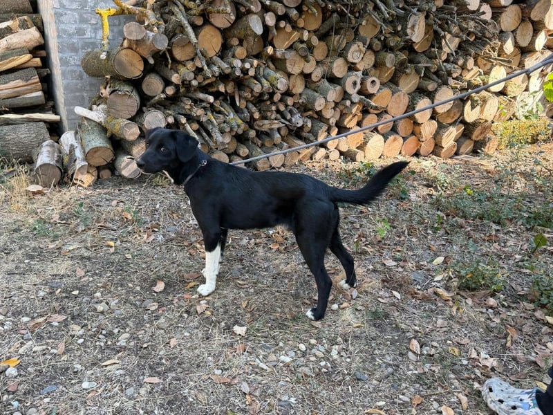 Teo, geboren 26.02.2026, 47cm sucht sein Zuhause