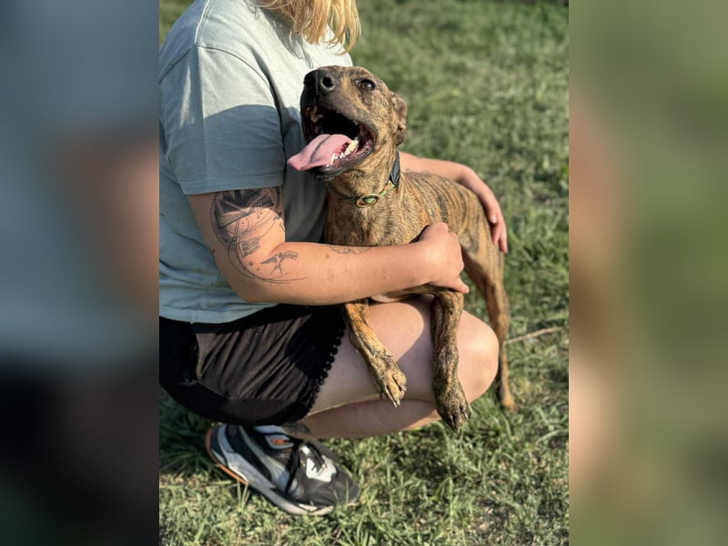 Cosmo, geboren 09.2023, 49cm sucht sein Abenteuer