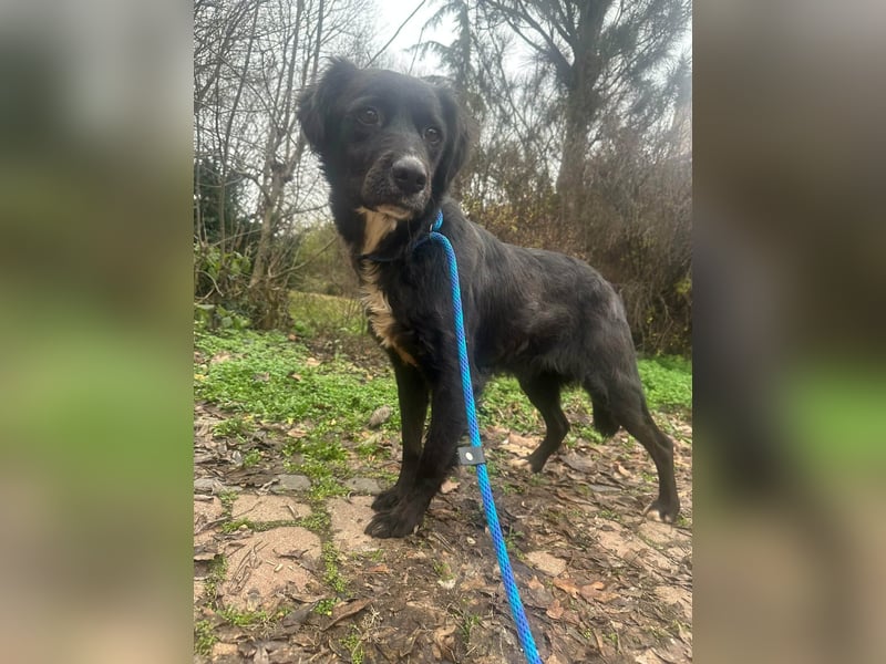 Zsazsa, geb. 01.2025, 52cm sucht ihr für immer Körbchen