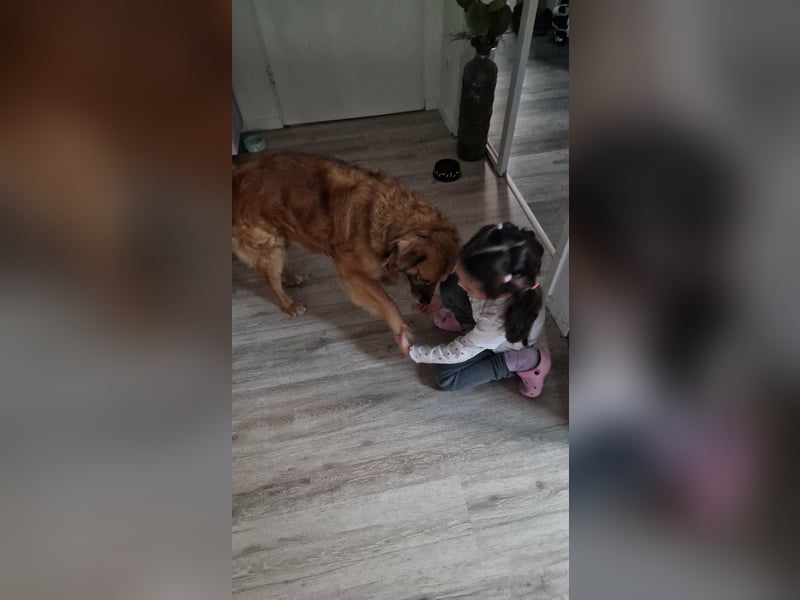 Luke, 8 Jahre, 52cm sucht neues Zuhause