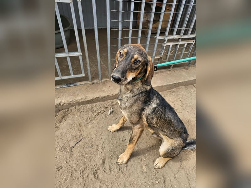 Ringo, geboren 07.01.2026, 52cm sucht sein Zuhause