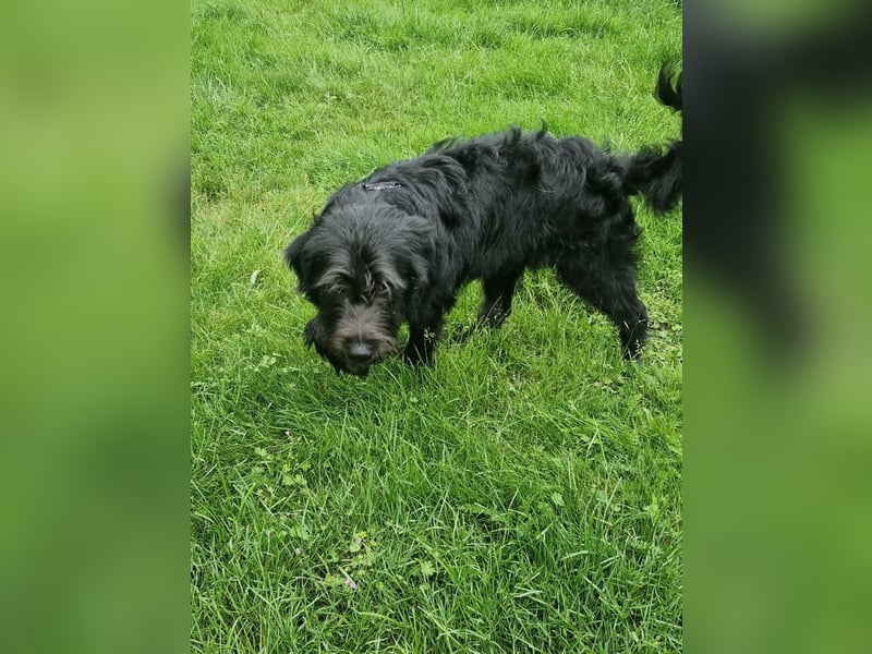 Tommy, geb. 12.2025, 36cm sucht sein Körbchen