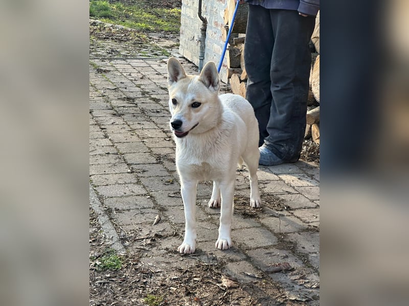 Wendy, geboren 20.11.2024, 45cm sucht ihre Menschen