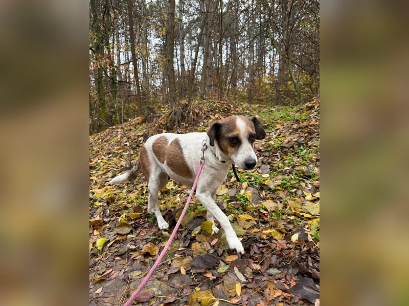 Csiri, 4 Jahre, 45cm sucht ihr Körbchen