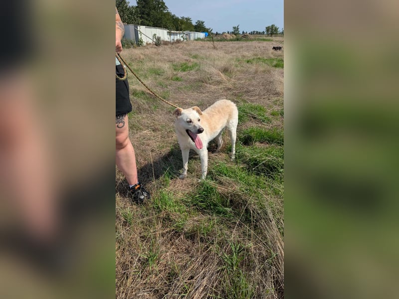 Mirko, geb. 15.10.2021, 49 cm, sucht seine Menschen
