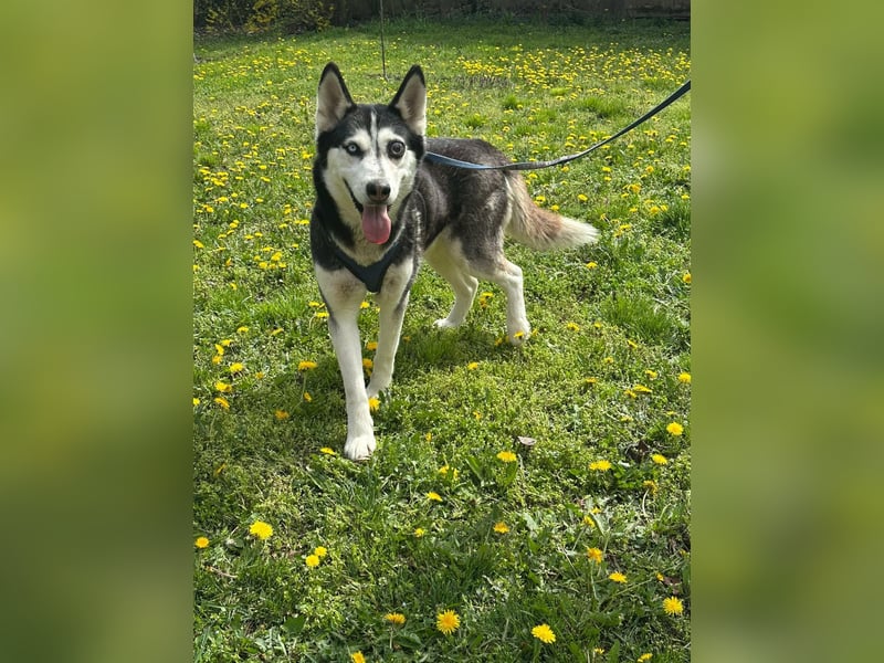 Lejla, geb. 09.2020, 51cm, sucht ihre Chance