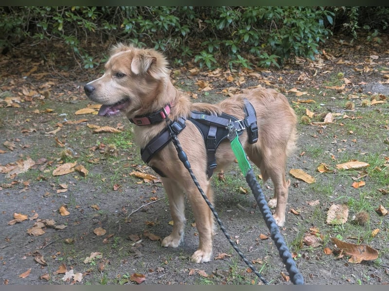 Luna, geboren 08.02.2026, 44cm sucht sicheres Zuhause (Pflegestelle Deutschland)