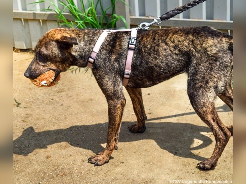 Cindy, geb. 06.2022, 48 cm sucht ihre Menschen zum Weltentdecken