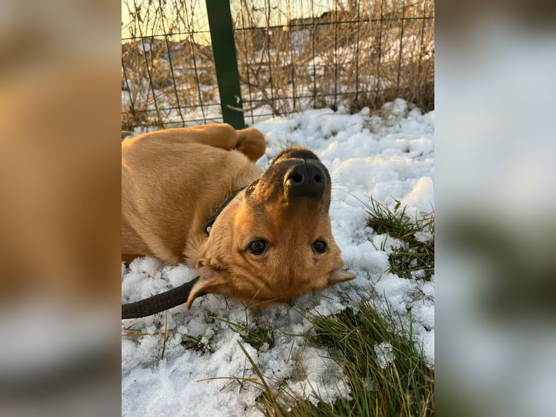 Tequila, geboren 25.08.2025, 45cm sucht Ihr Zuhause