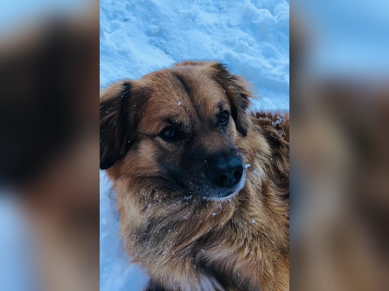 Luke, 8 Jahre, 52cm sucht neues Zuhause