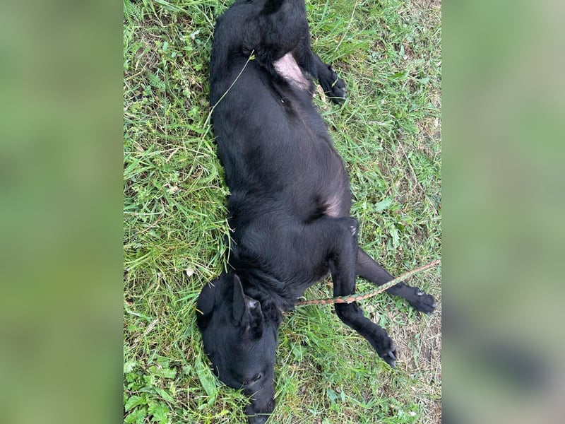 Dennis, geboren 01.06.2023, 53cm sucht nach seinem Glück