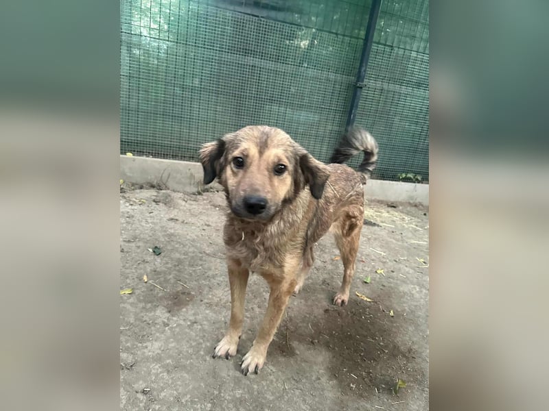 Ada, geboren 01.09.2022, 52cm sucht ihre Menschen