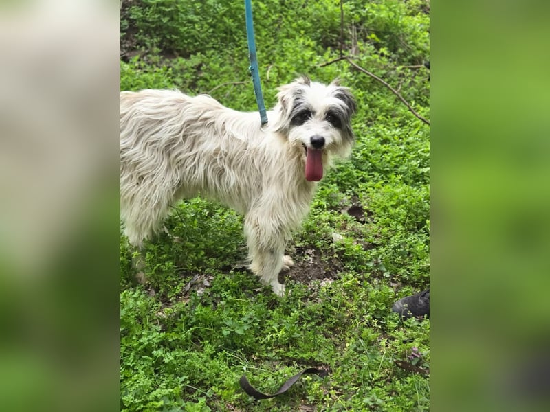 Panda, geb. 08.2024, 48cm, sucht ihre Menschen fürs Leben