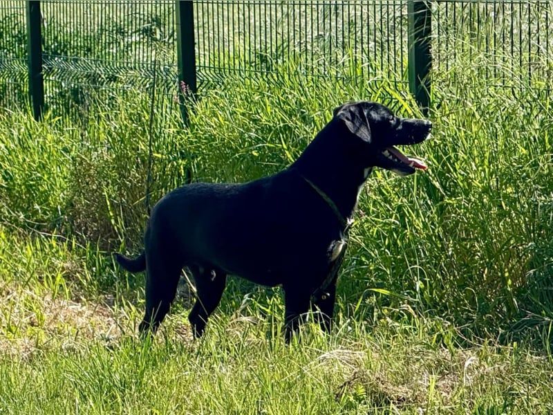 Loco, 24.03.2024 geboren, 43cm sucht sein Zuhause (Pflegestelle Deutshcland)