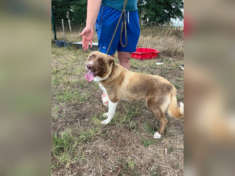 Yoko, geboren 15.06.2022, 50cm sucht ihr Zuhause