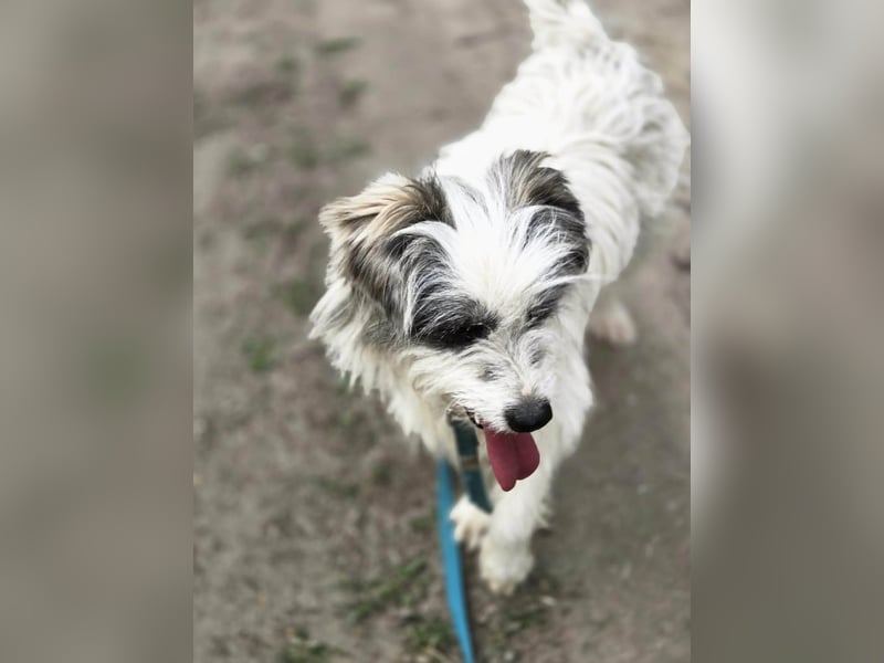 Panda, geb. 08.2024, 48cm, sucht ihre Menschen fürs Leben