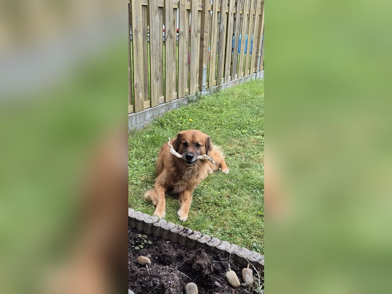 Luke, 8 Jahre, 52cm sucht neues Zuhause