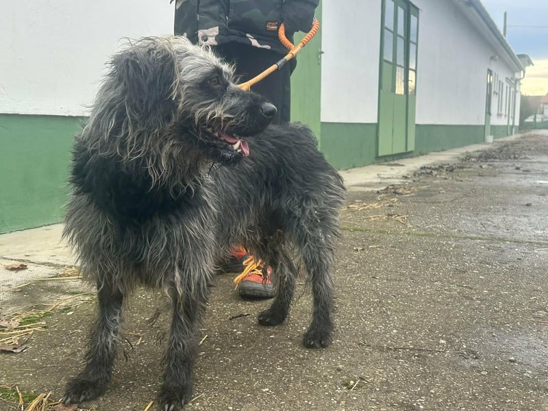 Ficko, geboren 10.08.2022, 47cm sucht sein Glück