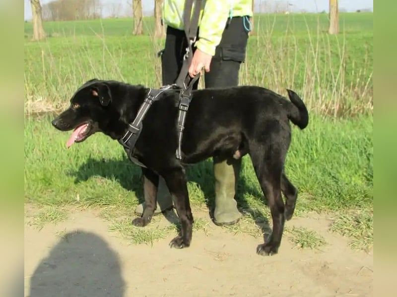 Thyson, geboren 04.2024, 50 cm wünscht sich ein aktives Zuhause
