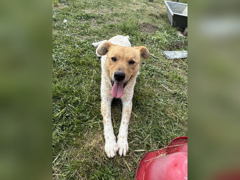 Ginger, geboren 01.01.2022, 44cm sucht ihr Herzenszuhause