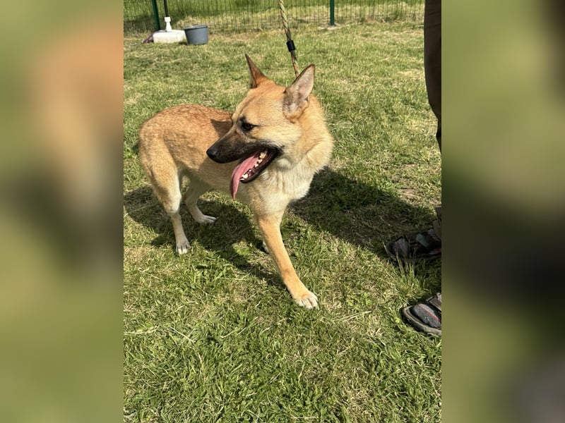 Joker, geboren 01.08.2024, 49cm sucht sein Abenteuer
