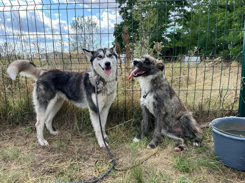 Freddy, geboren 01.09.2024, 54cm sucht sein seine Menschen