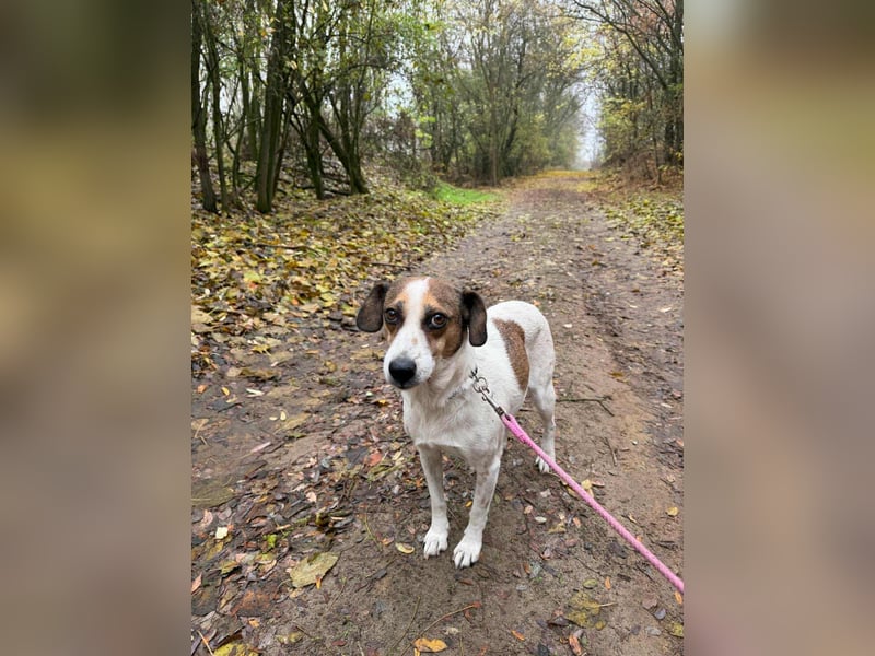 Csiri, 4 Jahre, 45cm sucht ihr Körbchen