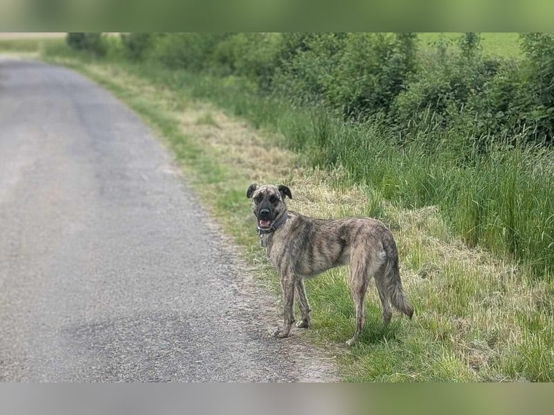 Sirius, geb. 15.11.2023, 50 cm wartet auf seine Chance