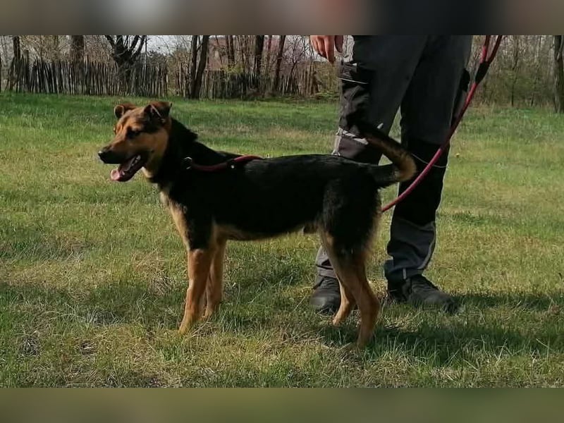 Gofi, geb. 08.2024, 46 cm, sucht seine Spielgefährten