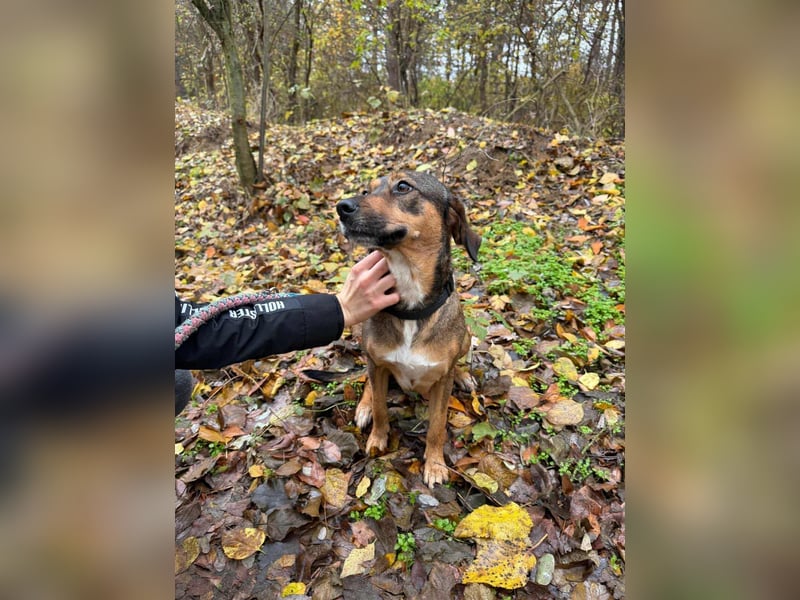 Priscy, 2 Jahre, 42cm sucht ihr Körbchen