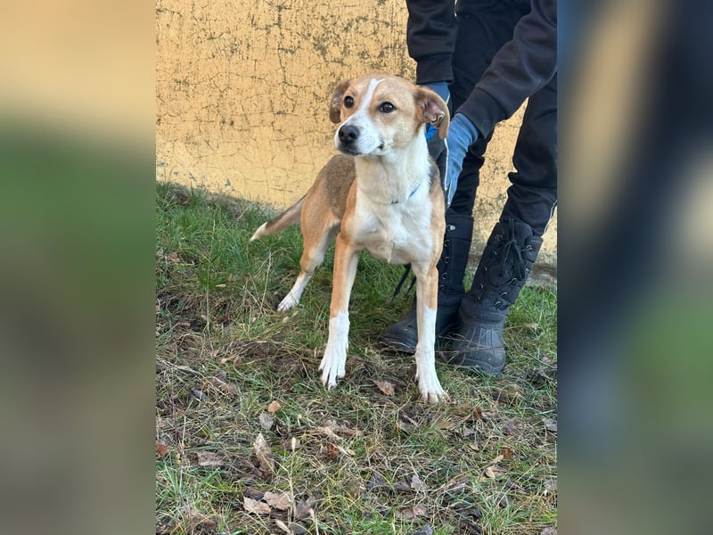 Reyla, geboren 01.05.2025, 49cm sucht ihre Menschen