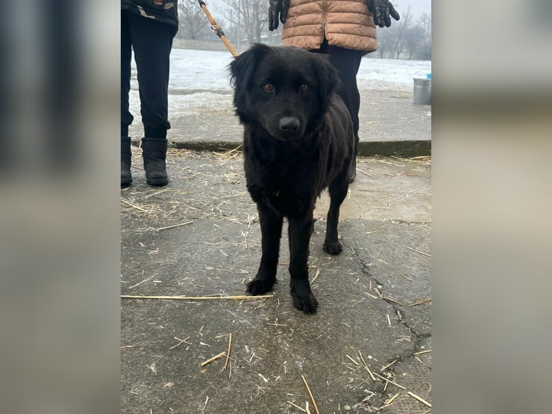 Kamilla, geboren 07.08.2024, 46cm suchtihr Glück