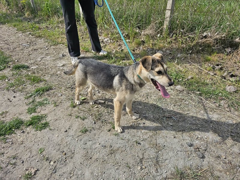 Vitez, geb. 09.2025, 44cm, sucht seine Menschen