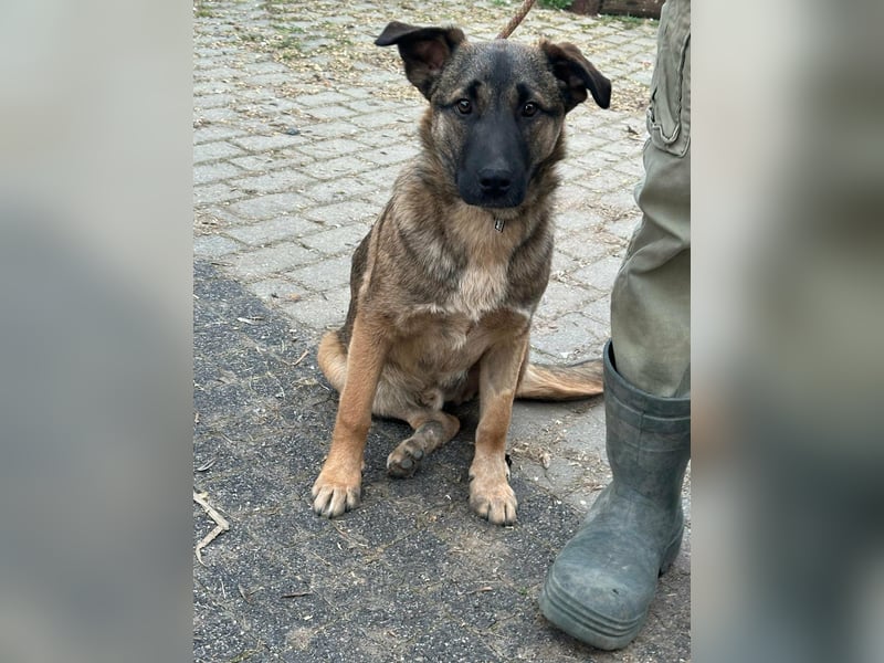 Mano, geboren 11.09.2025, 33cm sucht sein Glück