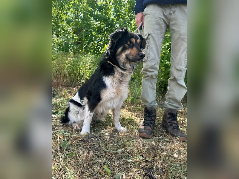 Gerry, geboren 01.03.2024, 49cm sucht Menschen fürs Leben
