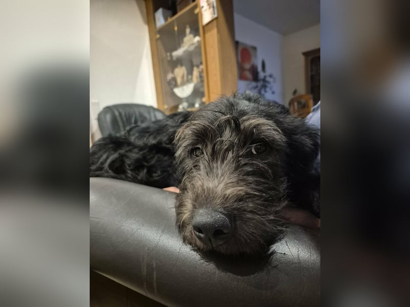 Tommy, geb. 12.2025, 36cm sucht sein Körbchen