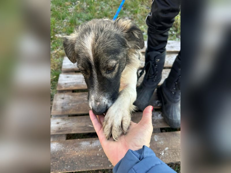 Fanni, geboren 01.11.2024, 49cm sucht ihr Plätzchen