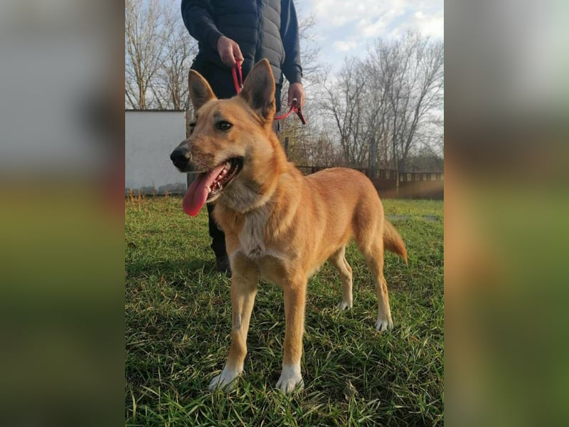 Mira, geb. 06.2024, 46cm sucht ihr Zuhause