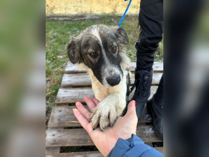 Fanni, geboren 01.11.2024, 49cm sucht ihr Plätzchen