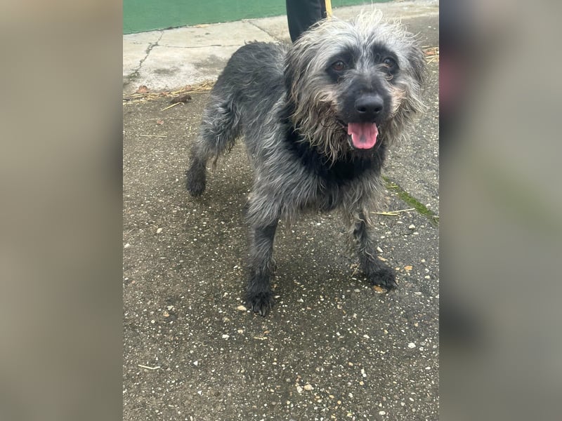 Ficko, geboren 10.08.2022, 47cm sucht sein Glück