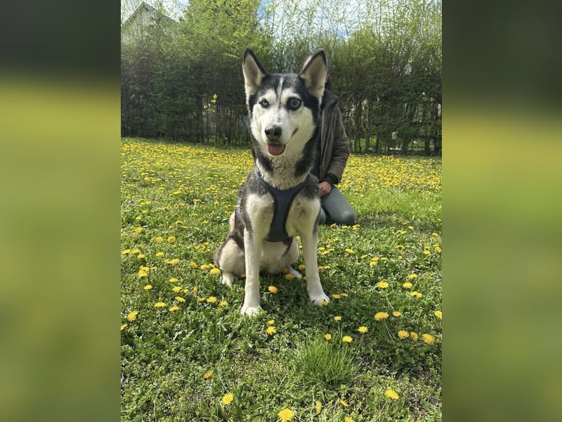 Lejla, geb. 09.2020, 51cm, sucht ihre Chance