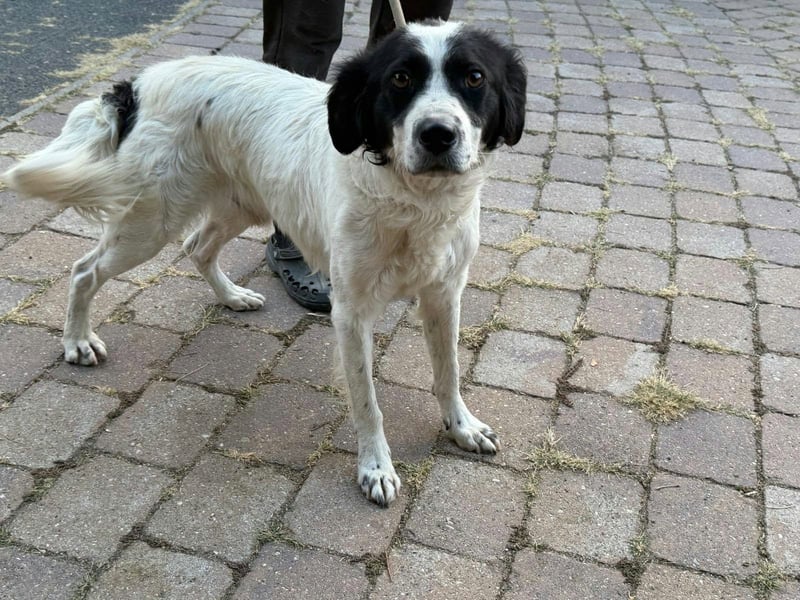 Boy, geboren 02.11.2025, 45cm sucht seine Herzensmenschen