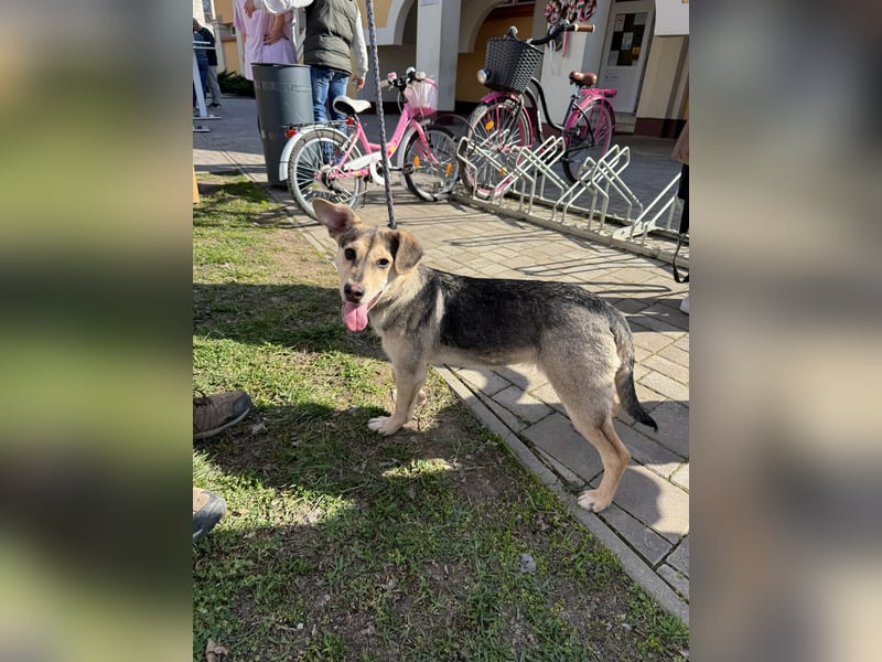 Vitez, geboren 01.09.2025, 44cm sucht sein Glück