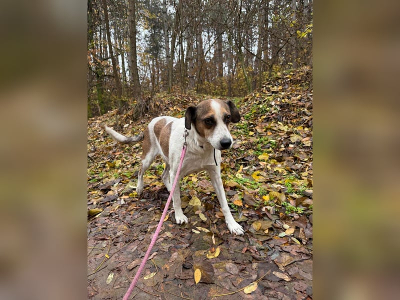 Csiri, 4 Jahre, 45cm sucht ihr Körbchen