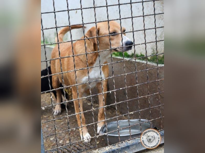 Perla, geb, 02/2023, 47 cm, sucht ihr Für-Immer-Zuhause