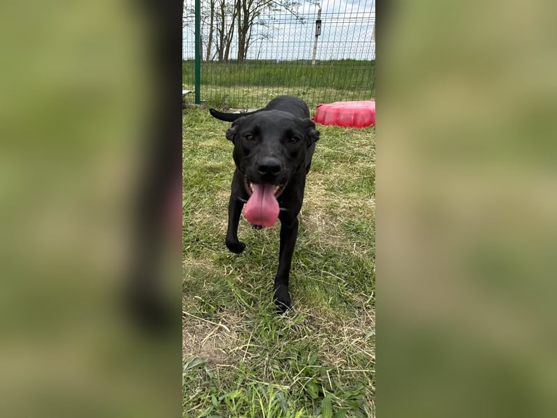 Hetty, geb. 01.2025 sucht ihre Menschen