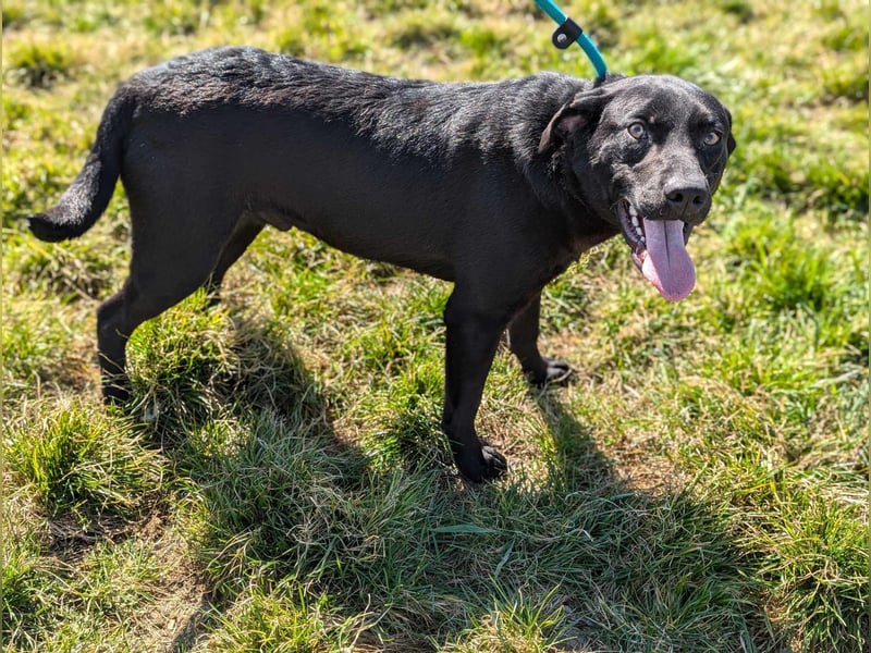Thyson, geb. 04.2024, 50cm, sucht sein für-immer-Körbchen