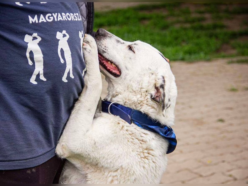 Dallas, geboren 11.10.2018, 50cm sucht sein Zuhause